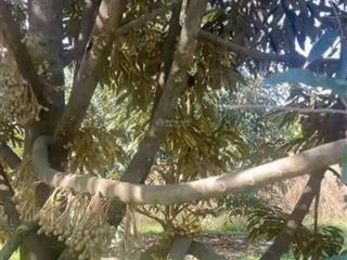 Chủ đang xoay tiền gấp để chữa trị cho con nên cần bán gấp vườn sầu thái 6 năm tuổi, s 4700m2