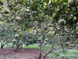 Cần bán gấp vườn bưởi da xanh đang ra trái