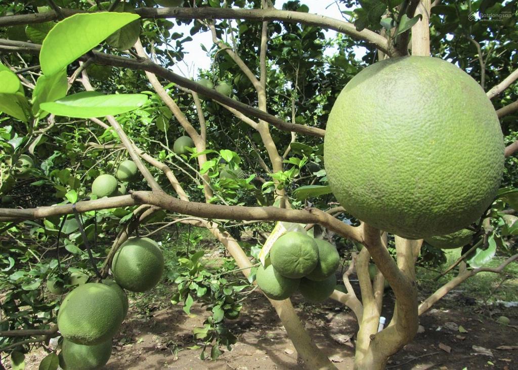 Cần bán gấp vườn bưởi da xanh đang ra trái