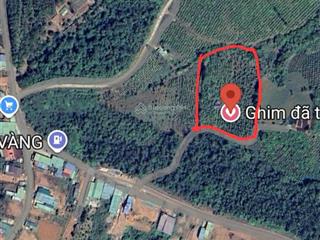 Chính chủ cần bán gấp đất 8.000m2 tại thị trấn đắk búk so, 1.4 tỷ. đất trồng cây lâu năm