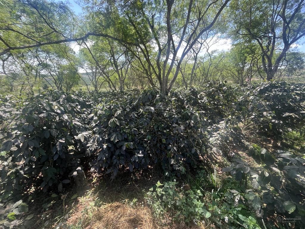 Bán đất dt 2872m2, giá 6,7 tỷ tại đt 724, phúc thọ, lâm hà, lâm đồng