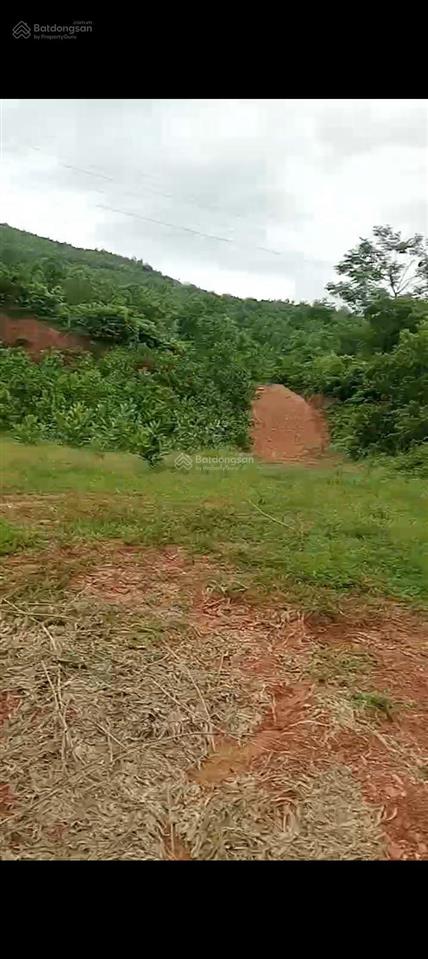 Bán đất sản xuất rừng kfw4 thạch thành th dt 3heta. sát quốc lộ 217b phố cát 3km. giá nhỉnh 300t/h