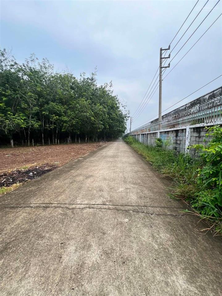 Bán đất nền tại đường đt 704, xã định hiệp, huyện dầu tiếng, bình dương, 3,8 tỷ, 250 m2