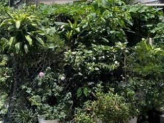 Đất thổ cư đường trương thị hoa, phường tân thới hiệp, quận 12, dt 108m2 (6mx18m). hẻm 6m, 6,8tỷ