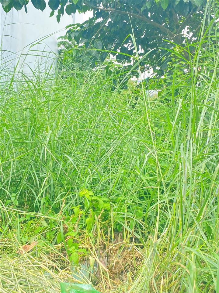 Đất thổ cư mặt tiền đ trương thị hoa, p. tân thới hiệp, q.12, dt 170m2 (4mx38m). đường 15m, 14,3tỷ