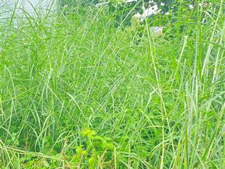 Đất thổ cư mặt tiền đ trương thị hoa, p. tân thới hiệp, q.12, dt 170m2 (4mx38m). đường 15m, 14,3tỷ