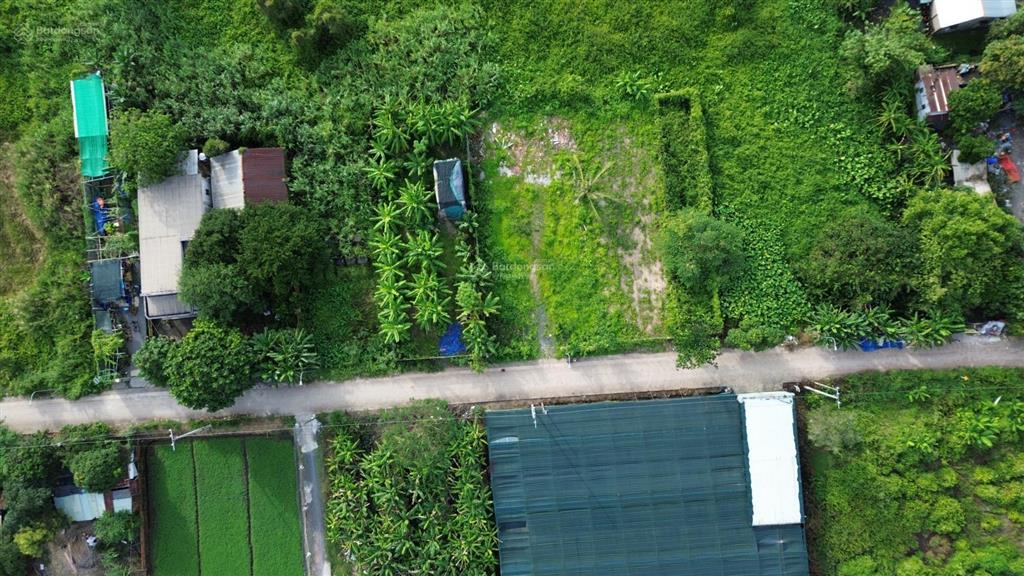 786,8m² ngang 30m nhị bình chủ cần bán nhanh, 7,79 tỷ