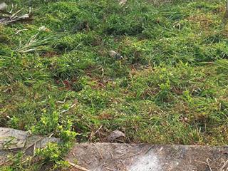 Bán nền 115m2 đường xe ba gác, cách đường xe hơi chỉ 50m ngay xã long hậu (cũ) cần giuộc long an