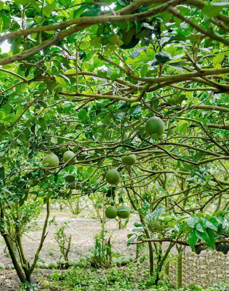 Vườn cây ăn trái 5127m2 (10x120) sẵn 100tc nở hậu tại đồng tiến bình phước, 780tr shr