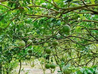 Vườn cây ăn trái 5127m2 (10x120) sẵn 100tc nở hậu tại đồng tiến bình phước, 780tr shr