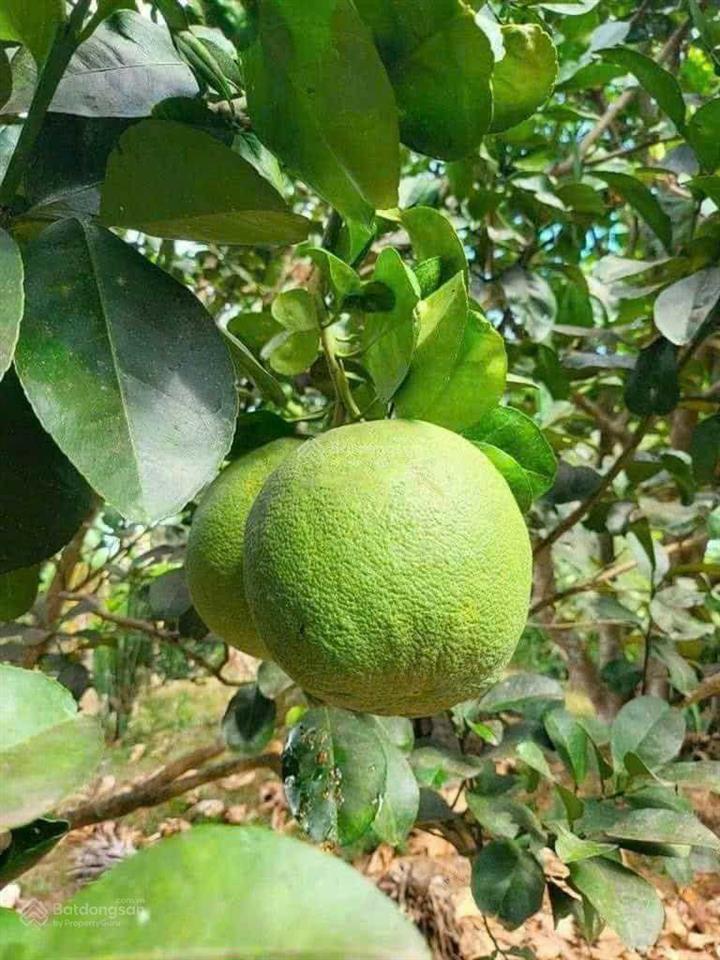 Vườn cây ăn trái 5127m2 (10x120) sẵn 100tc nở hậu tại đồng tiến bình phước, 780tr shr