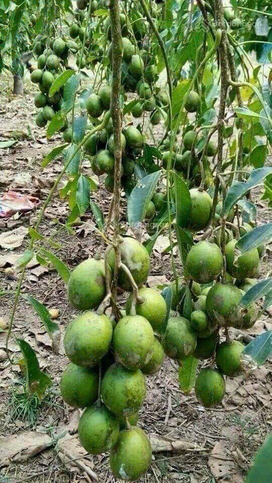 Vườn cây ăn trái 5127m2 (10x120) sẵn 100tc nở hậu tại đồng tiến bình phước, 780tr shr