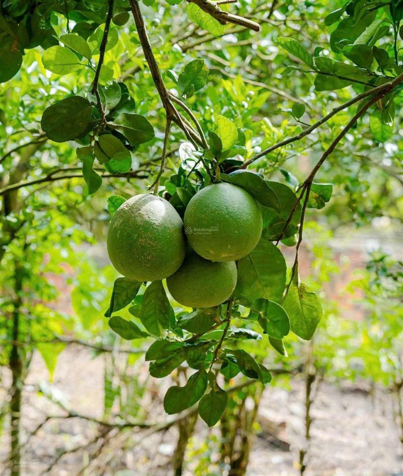 Vườn cây ăn trái 5127m2 (10x120) sẵn 100tc nở hậu tại đồng tiến bình phước, 780tr shr