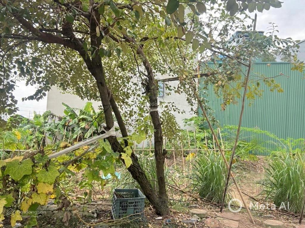 Đất dịch vụ sổ đỏ  dương nội hà đông  11.5 tỷ