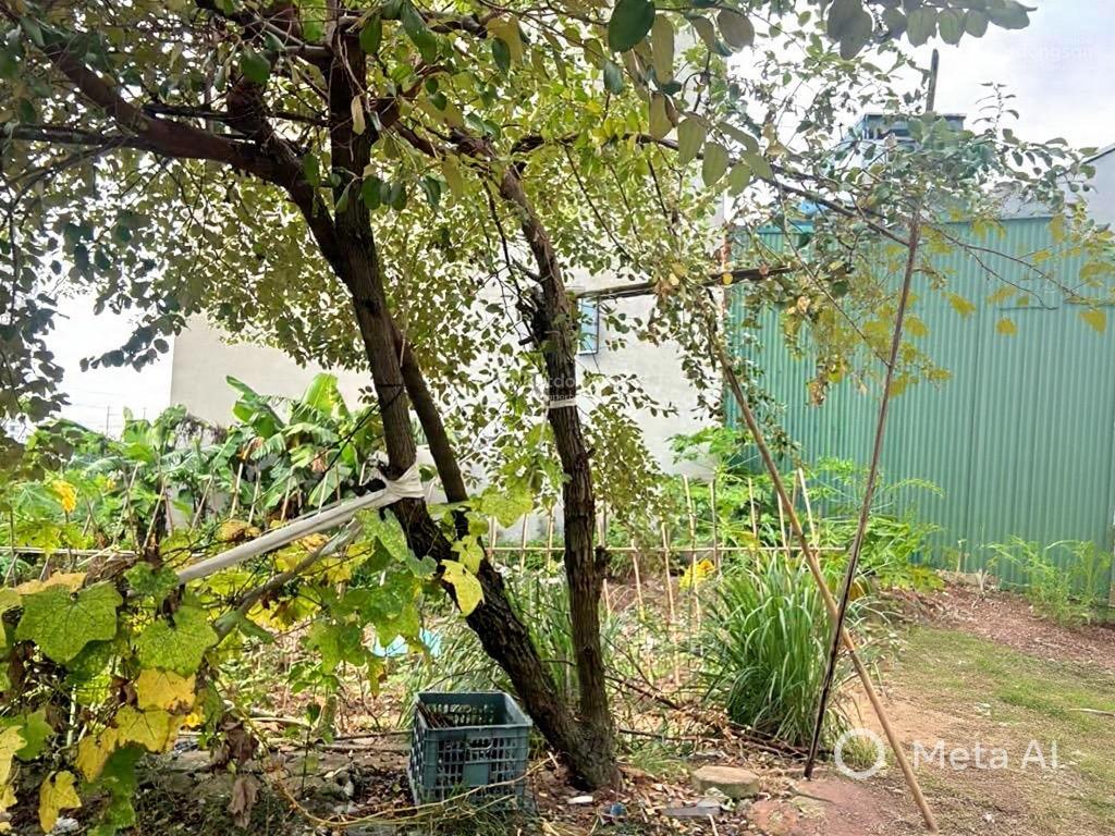 Đất dịch vụ sổ đỏ  dương nội hà đông  11.5 tỷ