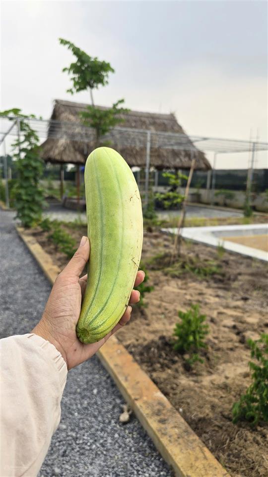 Bán đất vườn đẹp tại nhà vuông, bình mỹ, củ chi, 3,7 tỷ, 1000 m2, nhiều tiện ích xung quanh