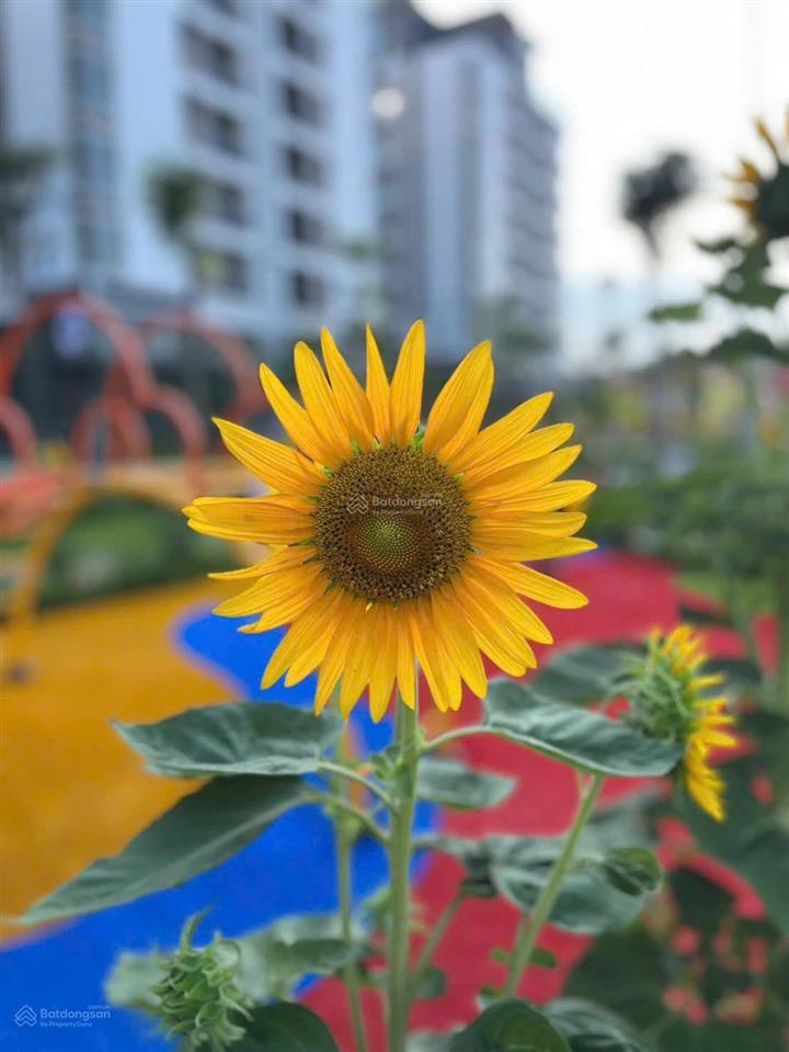 Nhà ở xã hội thủ thiêm green house, trả trước 50% nhận nhà ở liền, trả chậm lãi suất 0%