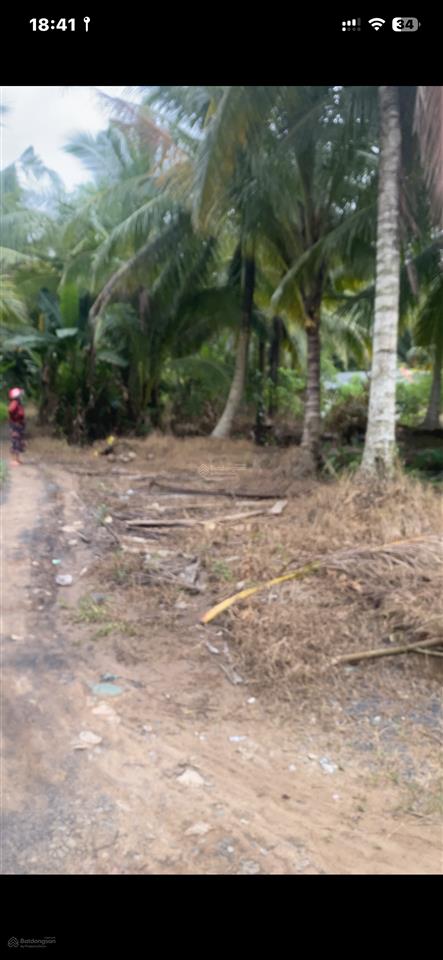 Bán đất ấp ô tưng b, châu điền, cầu kè, trà vinh, 800 triệu, 918 m2 đẹp, giá tốt