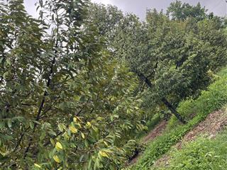 Bán nhà vườn cao su, cây ăn quả 1,56 ha gần ubnd xã an khương cũ