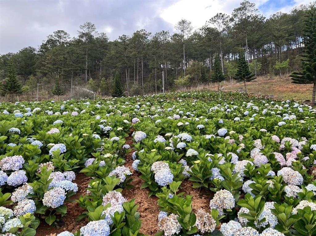 Cơ hội vàng hợp tác sang nhượng dự án
khu du lịch canh nông tại phường langbiang đà lạt, lâm đồng