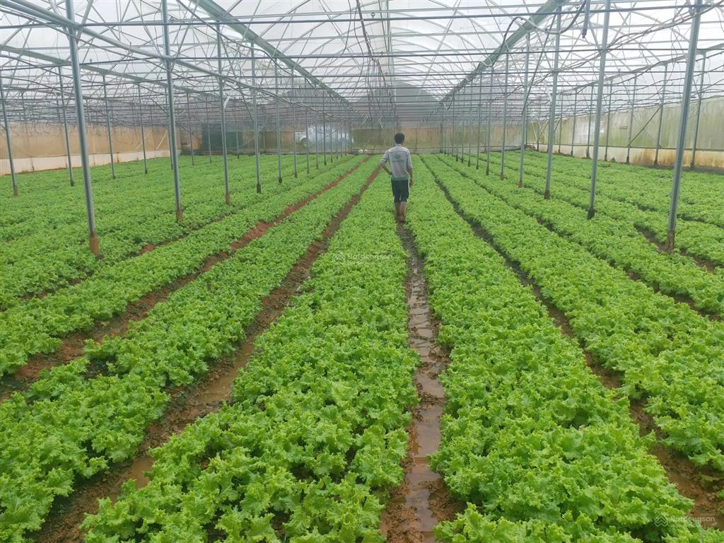 Cơ hội vàng hợp tác sang nhượng dự án
khu du lịch canh nông tại phường langbiang đà lạt, lâm đồng