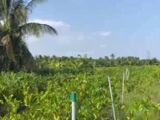 Bán đất mặt tiền đường huyện lộ 69 (hl69), 11.000 m2 tại xã quới an, huyện vũng liêm, vĩnh long