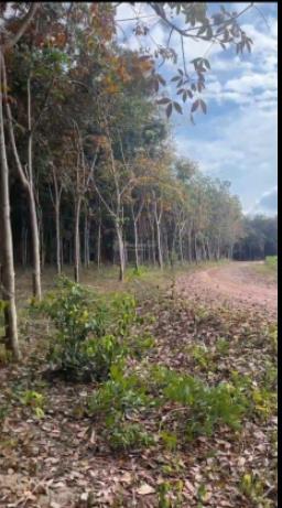 Bán 4,6 hecta đất p. bình cơ  hcm gần tạo lực bắc tân uyên bám mặt tiền 435m ngang