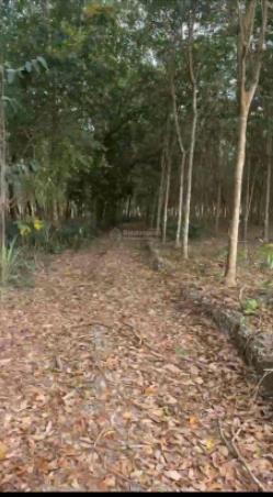 Bán 4,6 hecta đất p. bình cơ  hcm gần tạo lực bắc tân uyên bám mặt tiền 435m ngang