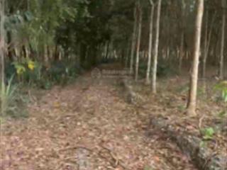 Bán 4,6 hecta đất p. bình cơ  hcm gần tạo lực bắc tân uyên bám mặt tiền 435m ngang