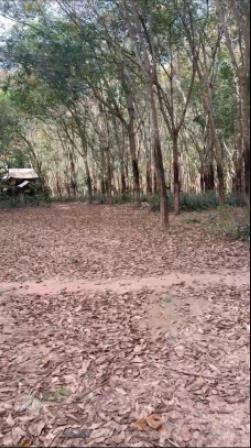 Bán 4,6 hecta đất p. bình cơ  hcm gần tạo lực bắc tân uyên bám mặt tiền 435m ngang