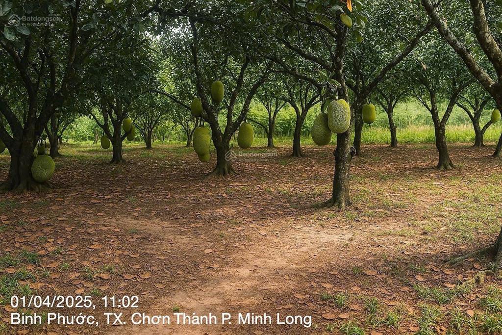 Chính chủ bán vườn mít ở khu vực minh long chơn thành giá ưu đãi!!!