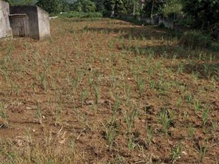 Bán đất 100m2 thổ cư thôn đồng tiến, xã thạch cẩm, thạch thành, thanh hoá chỉ 260tr