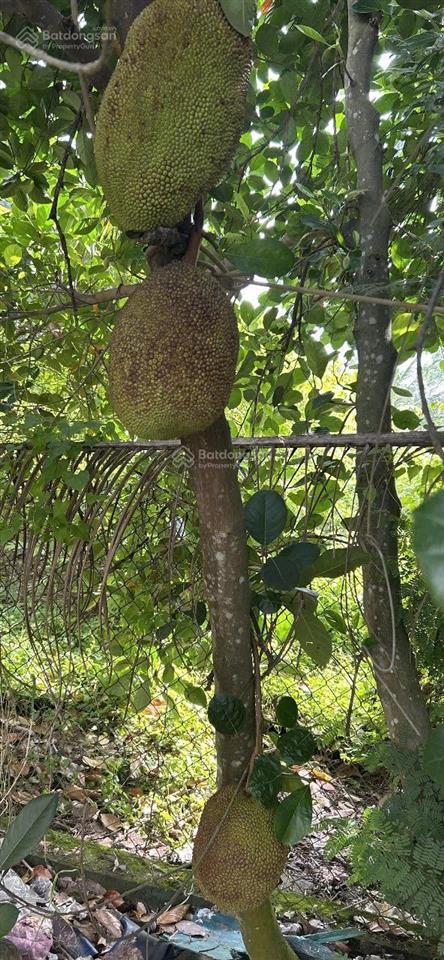 Nhà riêng cho thuê cạnh eco retreat long an,55 m2 1200 m2 đât5,5 triệu/1 th. miễn tiếp quảng cáo