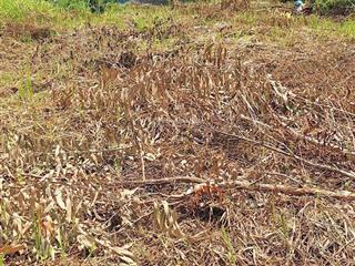 Bán đất thổ cư sổ hồng chính 5x19.7m bình mỹ củ chi  2,180ty