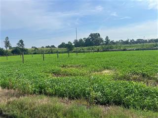 Chính chủ cần bán đất shr 14x52m (703m2) đường bình mỹ, củ chi  0329 220 ***