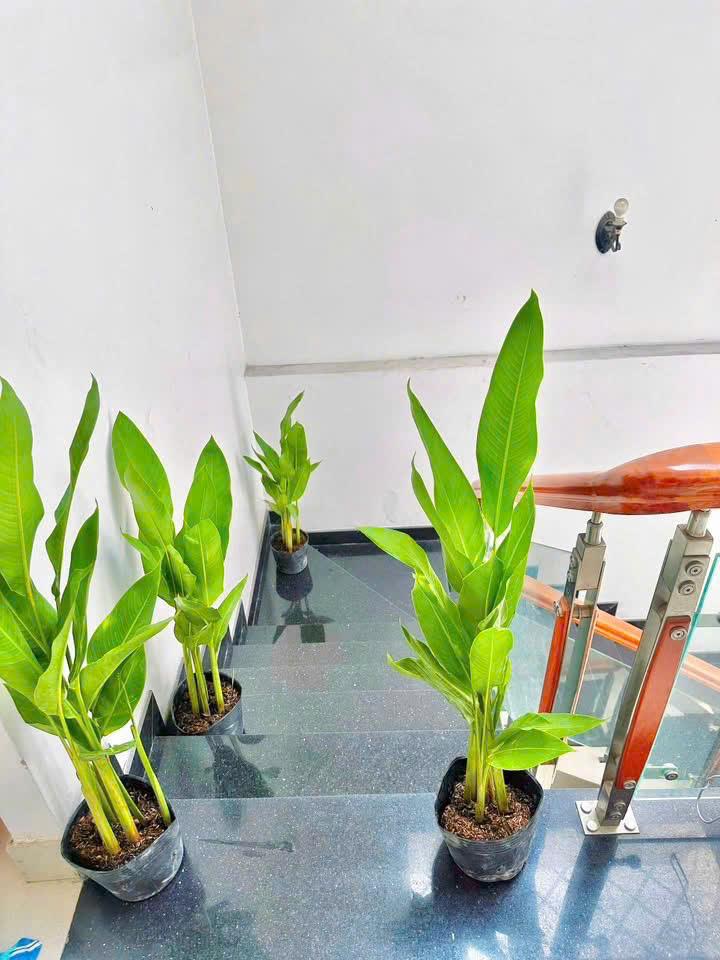 CHO THUÊ PHÒNG TRỌ GIÁ RẺ - TẠI TÂN BÌNH, HỒ CHÍ MINH - 25M2 - 4TR