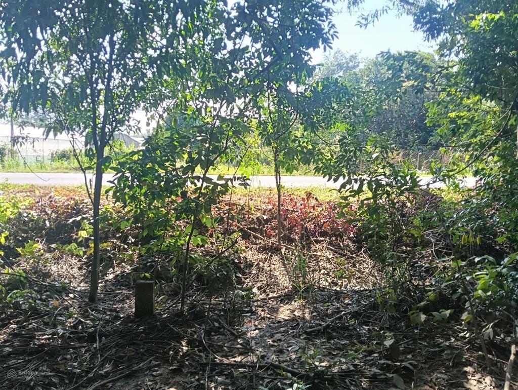 Bán đất mặt tiền đường đt 749a, long hòa, dầu tiếng, bình dương, dt 6470m2, giá đầu tư