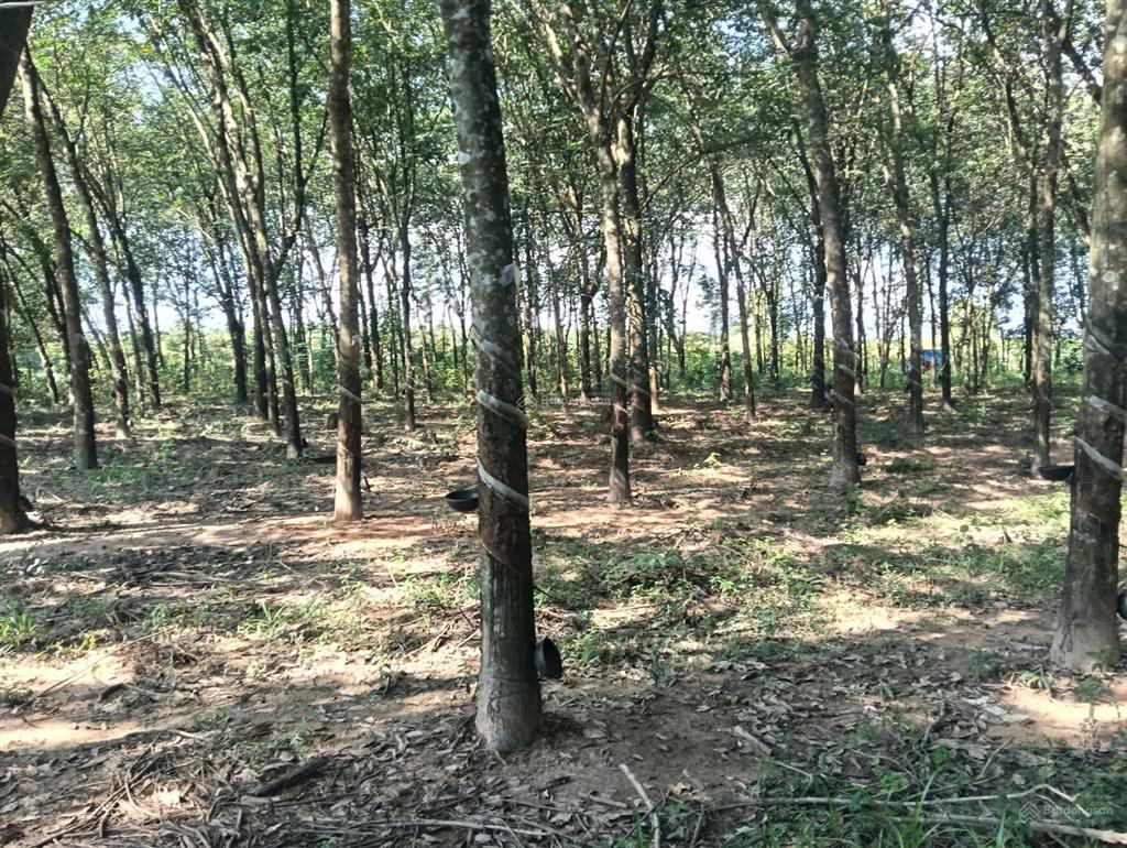 Bán đất mặt tiền đường đt 749a, long hòa, dầu tiếng, bình dương, dt 6470m2, giá đầu tư