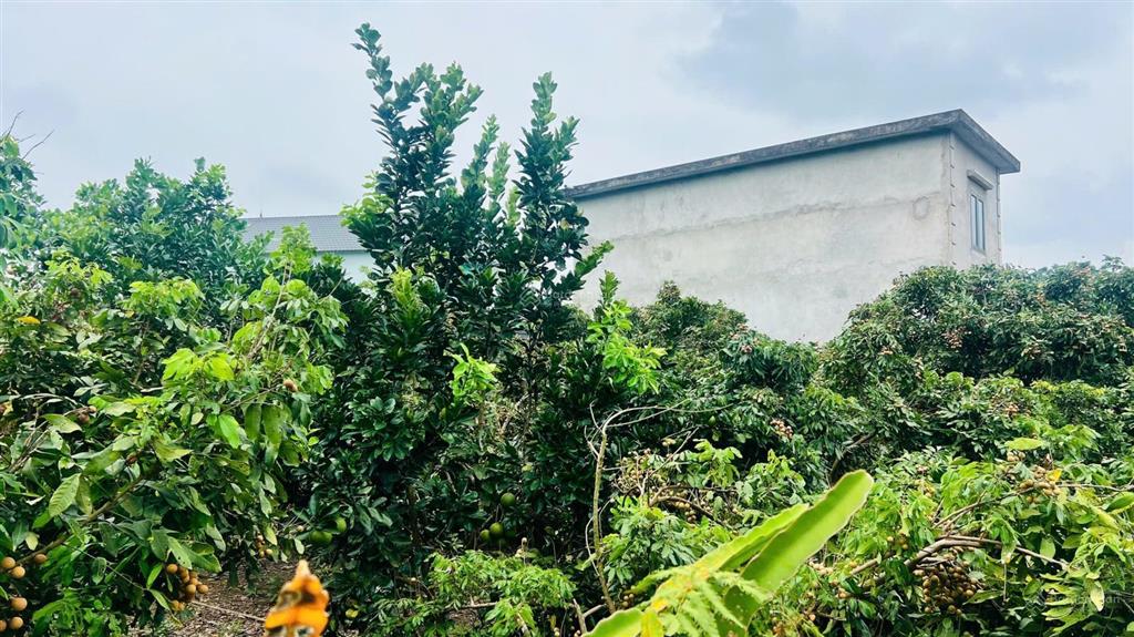 Chính chủ cần bán lô đất với diện tích 423m2, full thổ cư