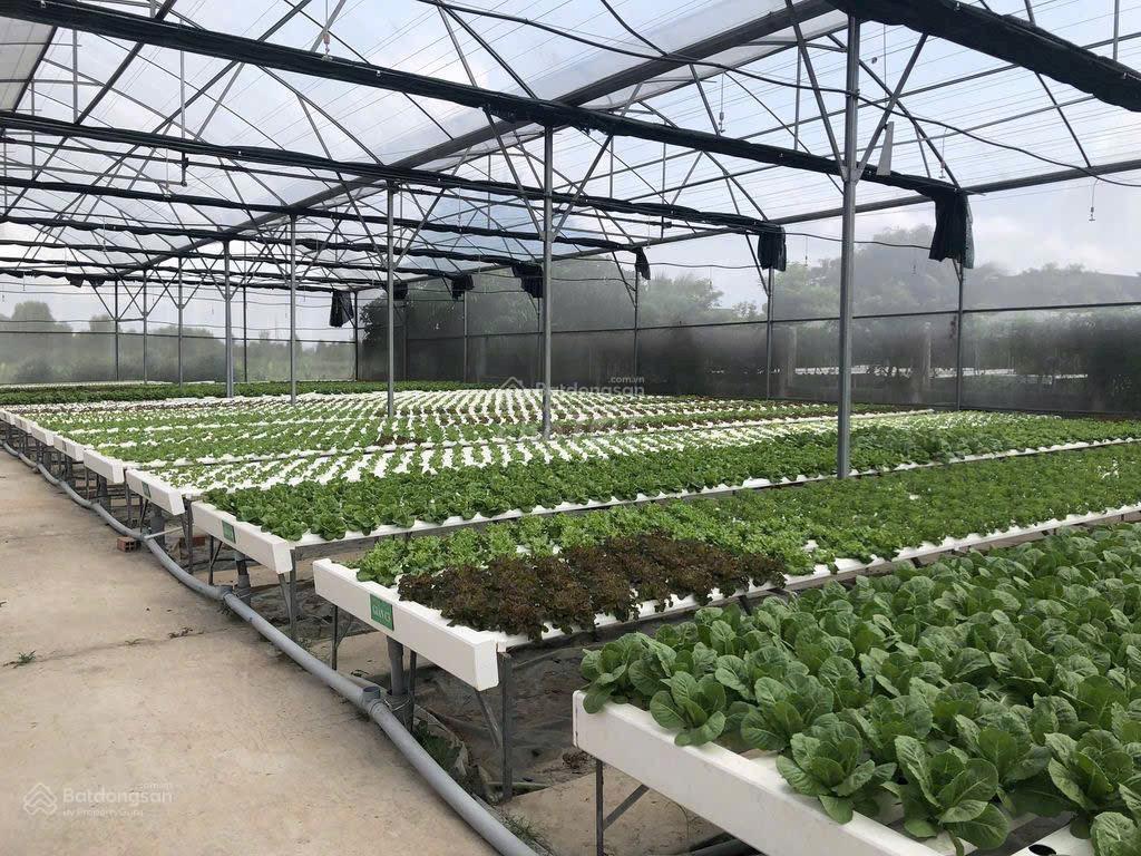 Bán 1000m2 khu vườn rau sạch, đường vườn thơm, bình lợi, bình chánh