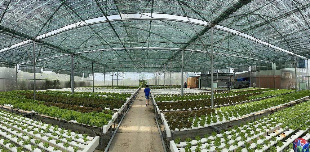 Bán 1000m2 khu vườn rau sạch, đường vườn thơm, bình lợi, bình chánh