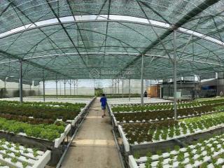 Bán 1000m2 khu vườn rau sạch, đường vườn thơm, bình lợi, bình chánh