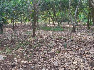 Bán đất giá tốt  cơ hội đầu tư hấp dẫn