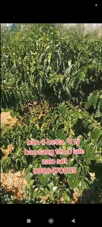 ĐẤT ĐẸP – GIÁ TỐT – CẦN BÁN GẤP LÔ ĐẤT VỊ TRÍ ĐẸPTẠI – Ia Le – Huyện Chư Pưh – Tỉnh Gia