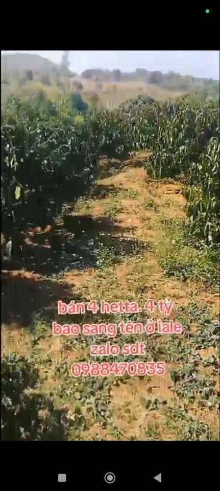 ĐẤT ĐẸP – GIÁ TỐT – CẦN BÁN GẤP LÔ ĐẤT VỊ TRÍ ĐẸPTẠI – Ia Le – Huyện Chư Pưh – Tỉnh Gia