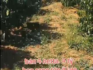 ĐẤT ĐẸP – GIÁ TỐT – CẦN BÁN GẤP LÔ ĐẤT VỊ TRÍ ĐẸPTẠI – Ia Le – Huyện Chư Pưh – Tỉnh Gia