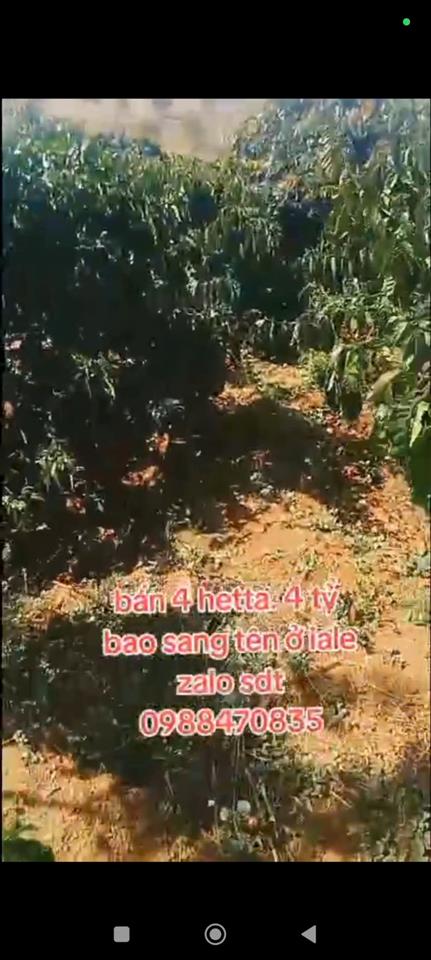 ĐẤT ĐẸP – GIÁ TỐT – CẦN BÁN GẤP LÔ ĐẤT VỊ TRÍ ĐẸPTẠI – Ia Le – Huyện Chư Pưh – Tỉnh Gia