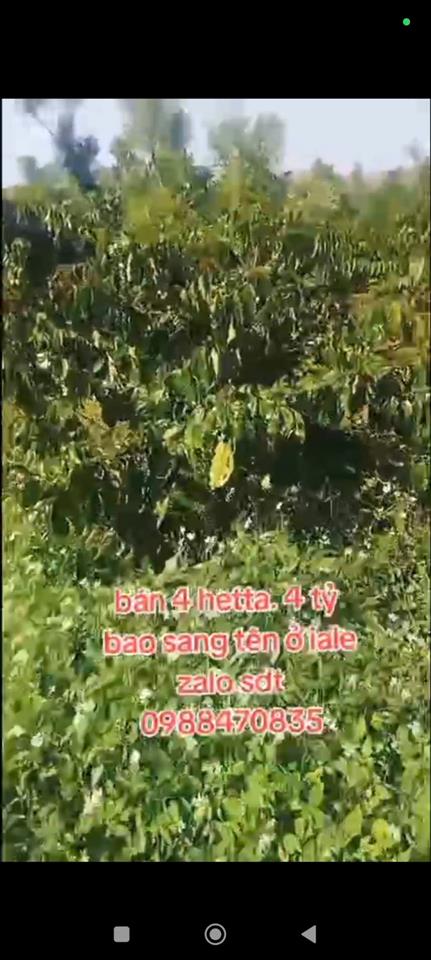 ĐẤT ĐẸP – GIÁ TỐT – CẦN BÁN GẤP LÔ ĐẤT VỊ TRÍ ĐẸPTẠI – Ia Le – Huyện Chư Pưh – Tỉnh Gia