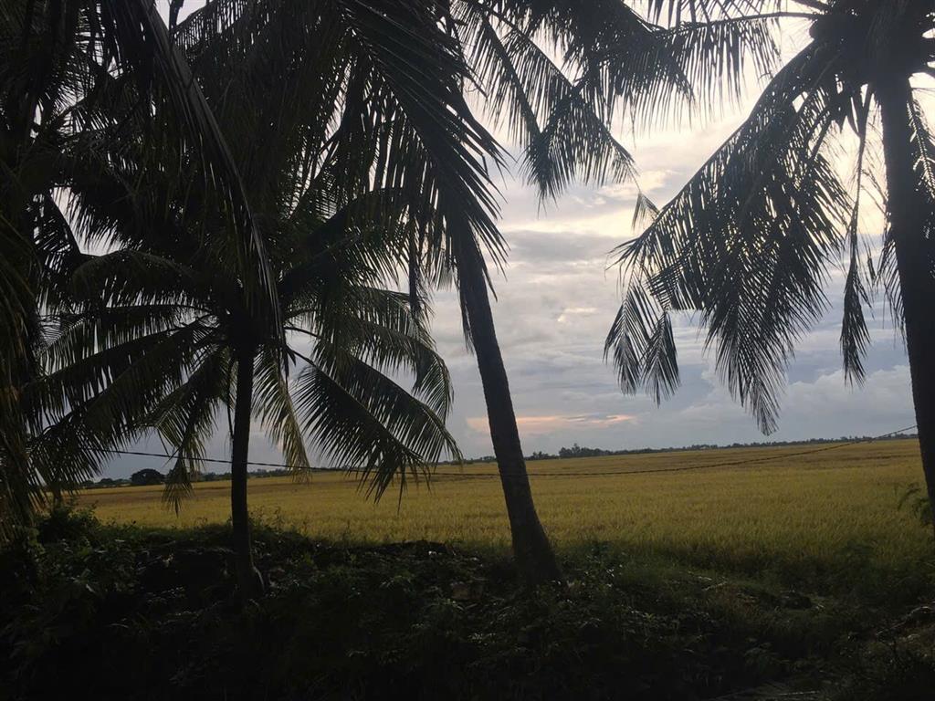 ĐẦU TƯ SINH LỜI - Chính Chủ Bán Đất Ruộng Tại Ấp Bưng Lức, Xã Trần Đề, Tp Cần Thơ