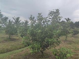 Cần Bán 7 sào nhà + đất, hẻm 4.5m thông, Đường Thiên Thọ, kp Năm Trại, phường Long Hoa,